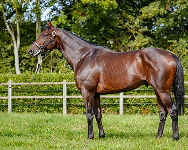 stallion Almanzor xx (Thoroughbred, 2013, from Wootton Bassett xx)