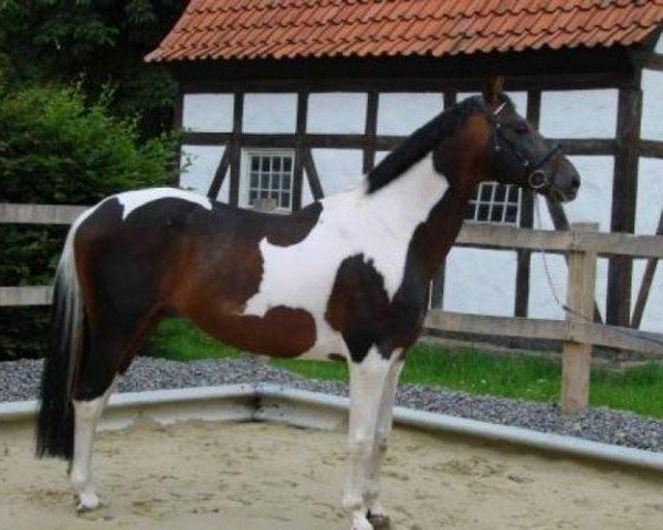 stallion Shadow Jumper (Pinto / Small Riding Horse, 1994, from Sambuco B)