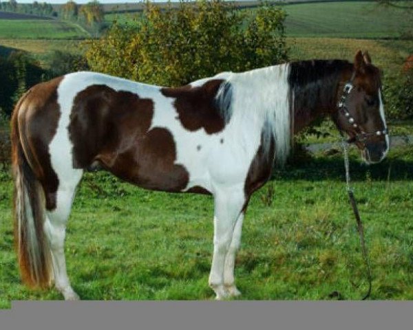 stallion Cats Carmin Fox (Paint Horse, 1996, from Cats Coco Dancer)