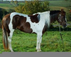 stallion Cats Carmin Fox (Paint Horse, 1996, from Cats Coco Dancer)