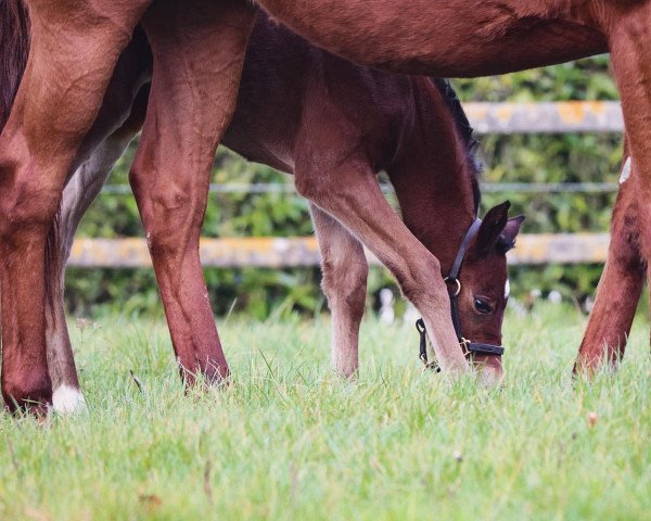 horse Stute von Hello Youmzain xx (Thoroughbred, 2022, from Hello Youmzain xx)