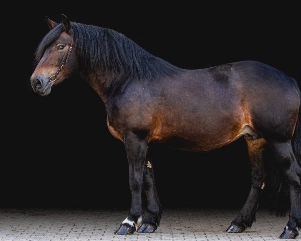 broodmare Armada (Black Forest Horse, 2009, from Leonhard)