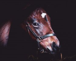 horse Hengst von Hello Youmzain xx (Thoroughbred, 2022, from Hello Youmzain xx)