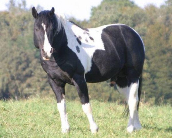 stallion Cherokee Blanca (Paint Horse, 1993, from Casablanca)