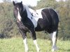 stallion Cherokee Blanca (Paint Horse, 1993, from Casablanca)