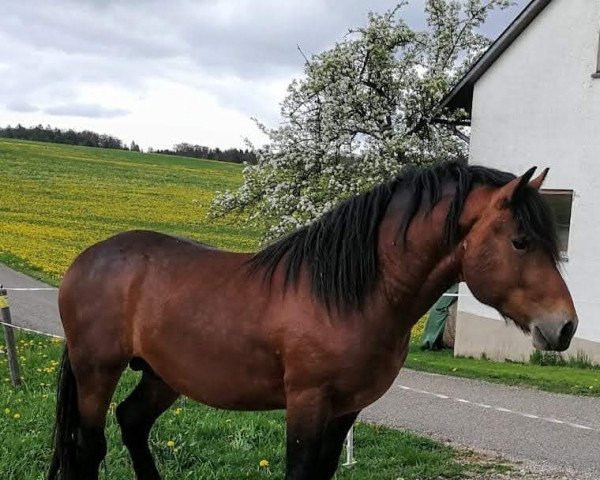 Pferd Wilasko (Schwarzwälder Kaltblut, 2019, von Wilano)