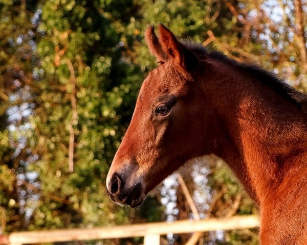 Pferd Hengst von Hello Youmzain xx (Englisches Vollblut, 2022, von Hello Youmzain xx)