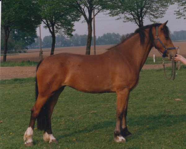 Pferd Rotherdale Model Girl (Welsh-Cob (Sek. D), 1993, von Pennal Calon Lan)