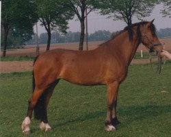 Pferd Rotherdale Model Girl (Welsh-Cob (Sek. D), 1993, von Pennal Calon Lan)