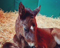 horse Hengst von American Freedom xx (Thoroughbred, 2022, from American Freedom xx)