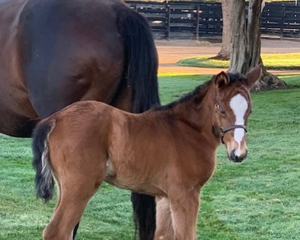 horse Stute von Bodexpress xx (Thoroughbred, 2022, from Bodexpress xx)