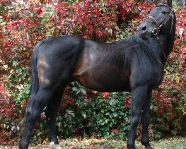 stallion Sandras (Oldenburg, 1988, from Sandro)