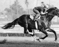 stallion Round Table xx (Thoroughbred, 1954, from Princequillo xx)