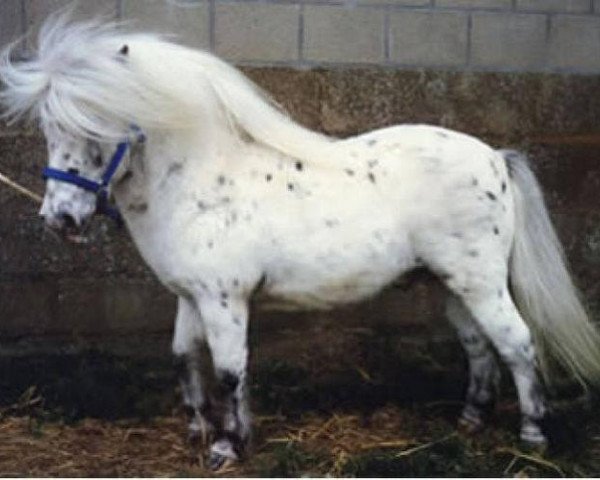 stallion Wantsley Mithril (British Spotted Pony, 1977, from Wantsley Ariel)