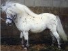stallion Wantsley Mithril (British Spotted Pony, 1977, from Wantsley Ariel)