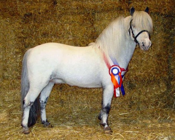 Deckhengst Rocky van de Hoeve (Dt.Part-bred Shetland Pony, 1992, von Rayo)