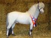 stallion Rocky van de Hoeve (Dt.Part-bred Shetland pony, 1992, from Rayo)