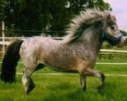 Deckhengst Maistro van het Huukske (Nederlands Appaloosa Pony, 1999, von Rocky van de Hoeve)