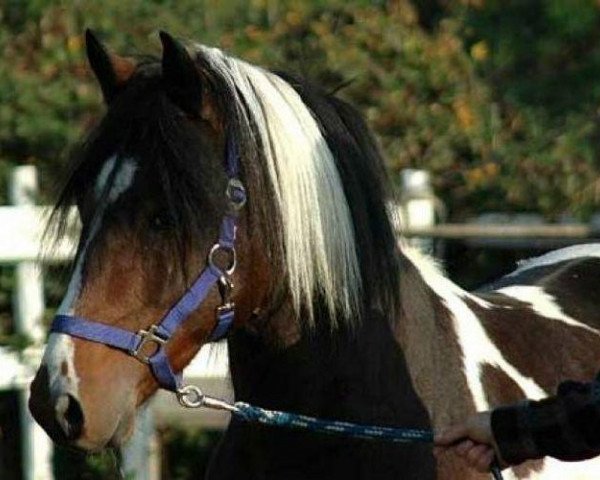 stallion Magic Merlin (Lewitzer, 2002, from Manoulito)