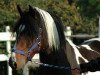 stallion Magic Merlin (Lewitzer, 2002, from Manoulito)