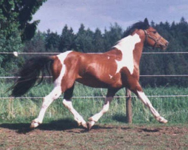 stallion Pike (Lewitzer, 1998, from Painted Diamond)