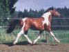stallion Pike (Lewitzer, 1998, from Painted Diamond)