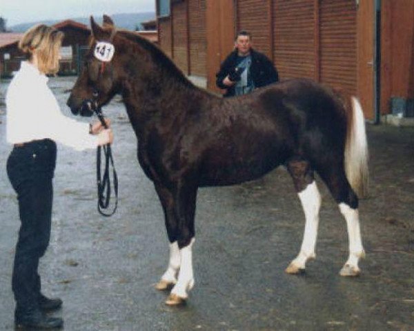 stallion Robin (Lewitzer, 1994, from Rubin)