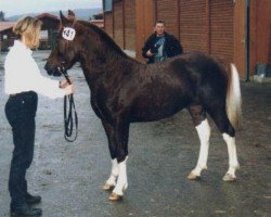 stallion Robin (Lewitzer, 1994, from Rubin)