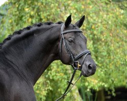 stallion Hibiskus (Trakehner, 2000, from Latimer)