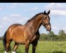 dressage horse Kintaro 2 (Trakehner, 2013, from Rheinklang)