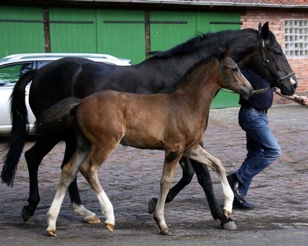 jumper Voody Wood (Hanoverian, 2012, from Valentino)