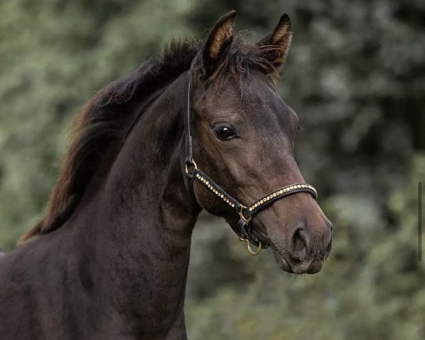 dressage horse Failshofer Diva Deluxe (German Riding Pony, 2021, from Cosmo Callidus NRW)