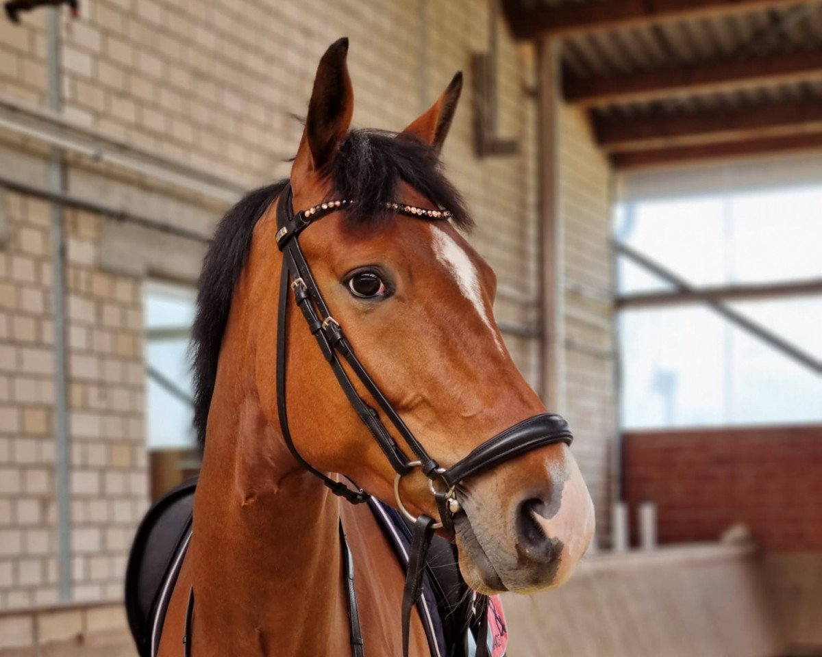 dressage horse Giotto 74 (Hanoverian, 2015, from Gandhi)
