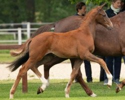 dressage horse Viannos (Hanoverian, 2019, from Vitalis)