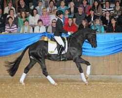 dressage horse Dürrenmatt (ex Domino) (Trakehner, 2009, from Hirtentanz 2)