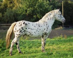 stallion Fundernorhedes Elegant (Knabstrupper, 1990, from Benjamin)