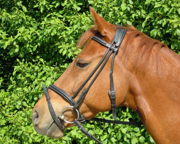 dressage horse Remo 95 (Arabian, 2000)
