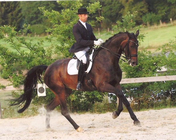 dressage horse Romantica (Westphalian, 2005, from Rockwell)