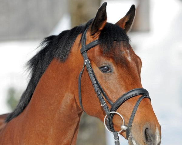 stallion Cielito Lindo 2 (Holsteiner, 2007, from Clarimo Ask)