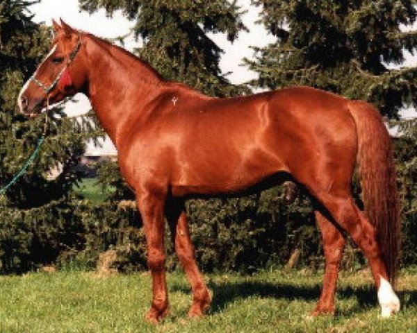 horse Inturist (Karabagh, 1985, from Paris)