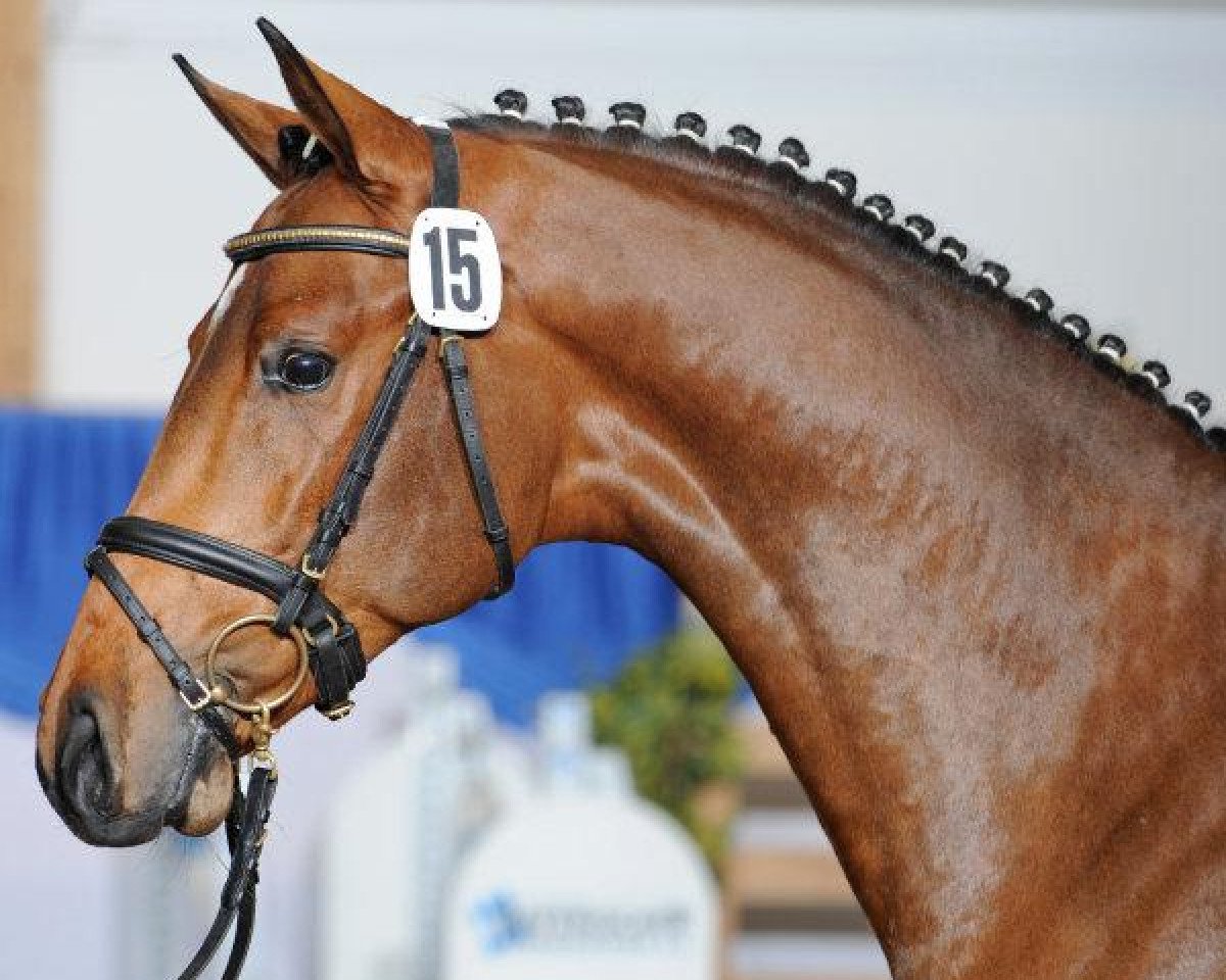 Deckhengst Candyman (Holsteiner, 2008, von Casall Ask)