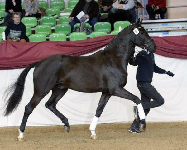 dressage horse Bossanova 28 (Bavarian, 2010, from Boston)
