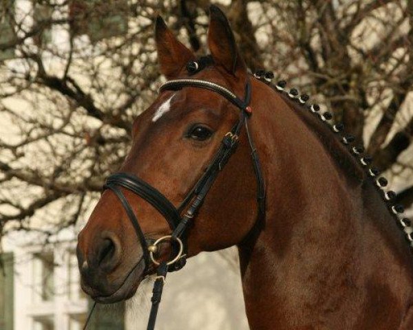 stallion Acolydor (Westphalian, 2000, from Acorado I)