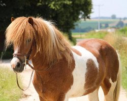 horse Vaengur von Hunoldsburg (Iceland Horse, 2003, from Villingur fra Stora-Hofi)