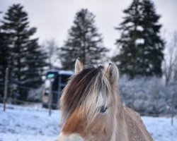 horse Dirtje (Fjord Horse, 2010, from Dylar)