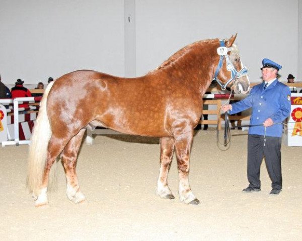 stallion Schönbrunn (South German draft horse, 2006, from Schogun)