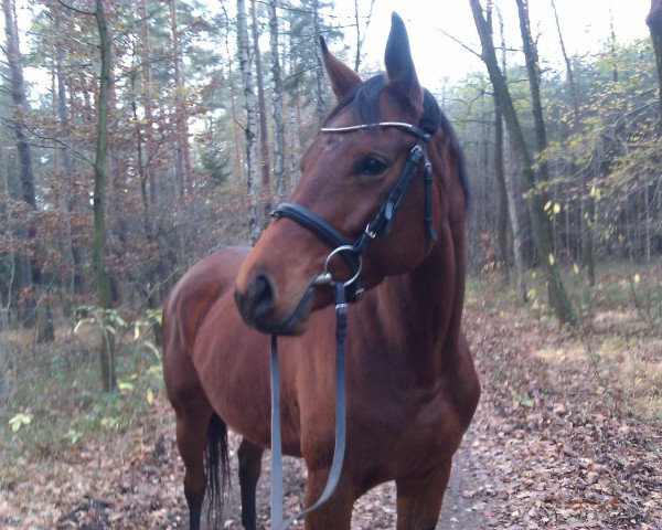 broodmare Raja (Trakehner, 2009, from Perechlest)