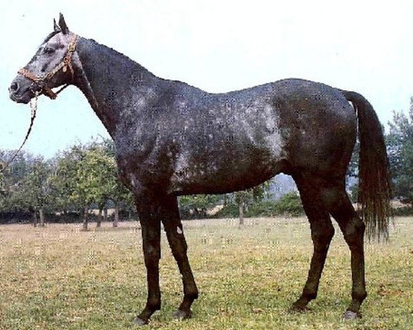 stallion Katowice xx (Thoroughbred, 1976, from Targowice xx)