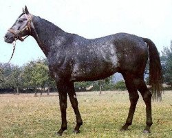 stallion Katowice xx (Thoroughbred, 1976, from Targowice xx)