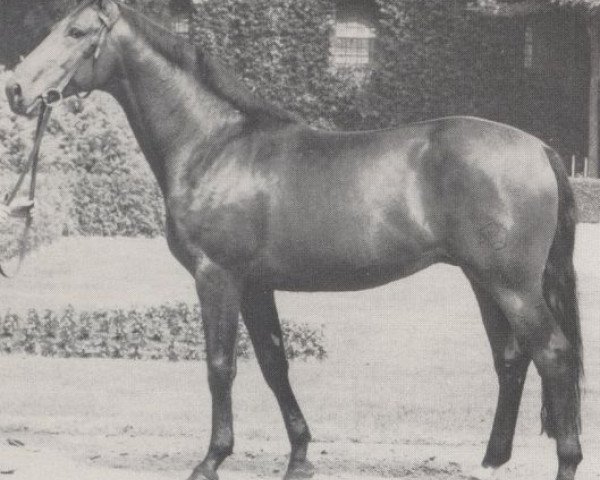 stallion Lucullus (Westphalian, 1967, from Lucius xx)